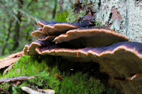 Black-banded resin porling