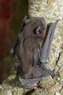 Common pipistrelle