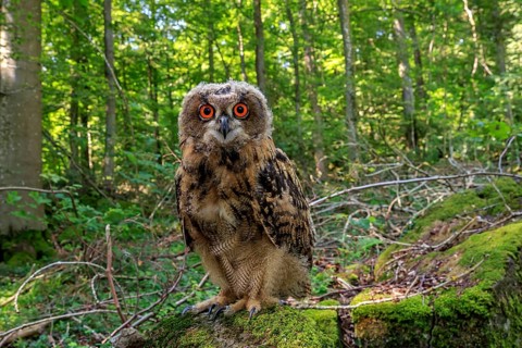 Eagle Owl