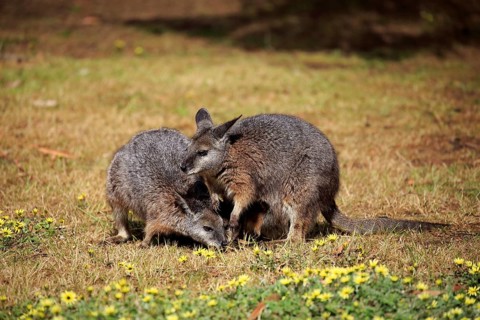 Tammar Wallaby