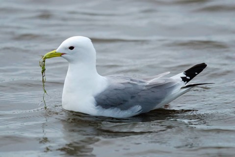 Larus tridactylus