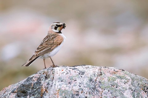 Adult female horned lark