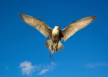 Long-tailed Skua