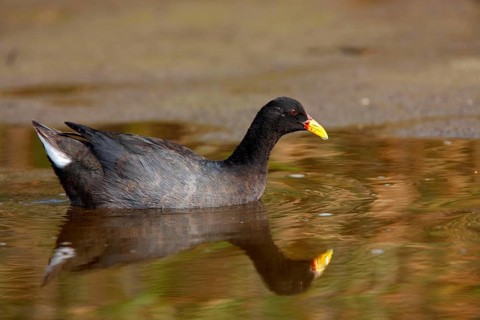 Red-fronted Coot