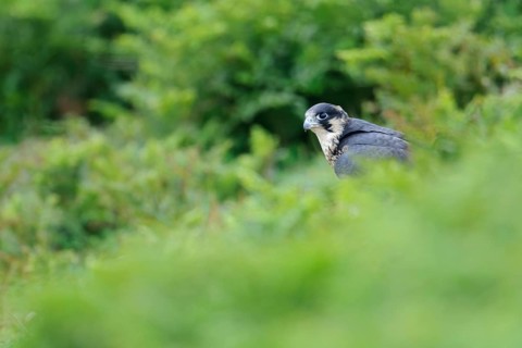 Peregrine falcon