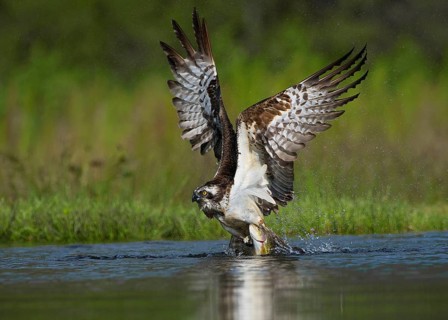 Osprey