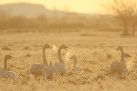 Trumpeter Swan