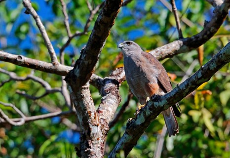 Ridgway's ridgway's hawk