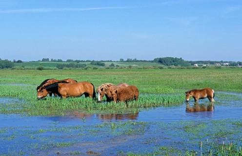 Sokolskie horse