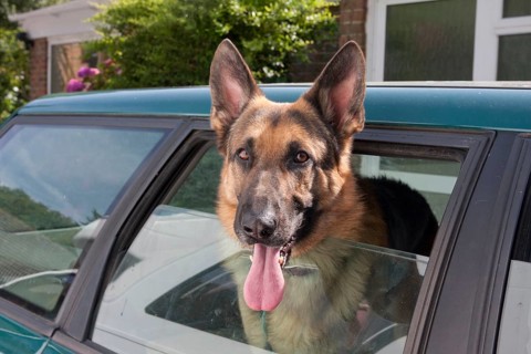 Domestic dog
