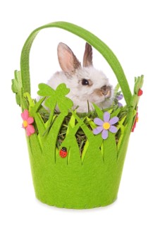 Domestic rabbit