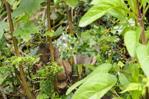 Eastern vole