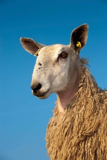 Domestic Sheep