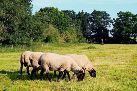 Domestic Sheep