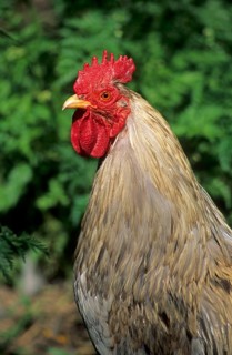 Domestic fowl
