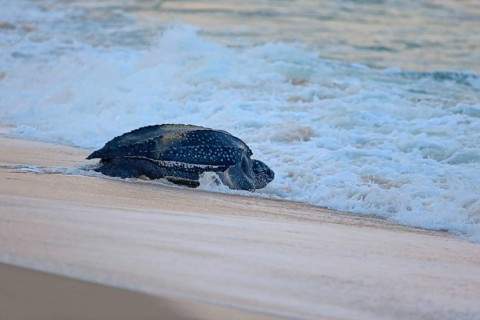 Leatherback sea turtle