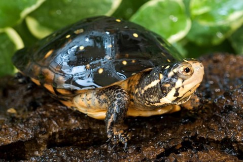 Spotted Turtle