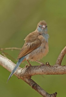 Red-cheeked Cordon-bleu