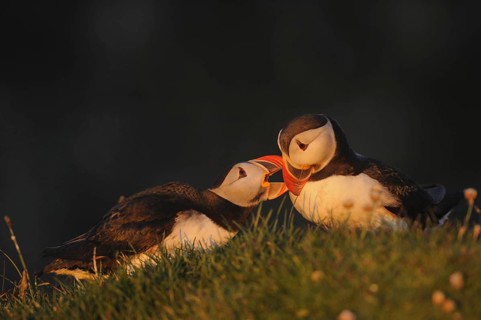 Atlantic puffin
