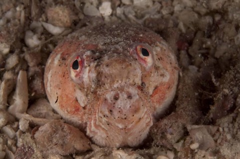 Snake Eel