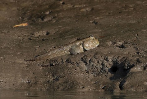 Giant Mudskipper