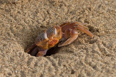 Ghost crab