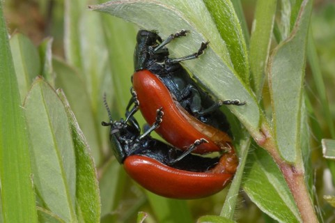 Red Poplar Leaf Beetle