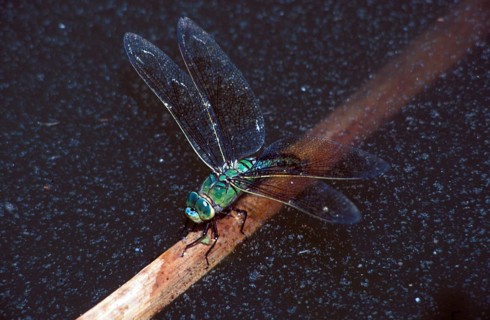 Emperor dragonflies