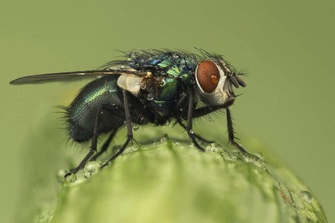 Greenbottle