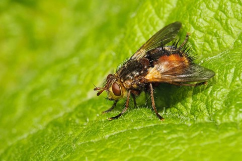 Tachinid fly