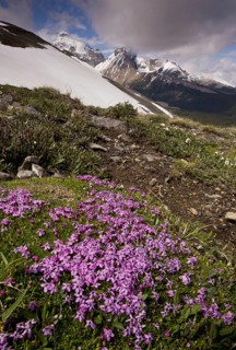 Moss Campion