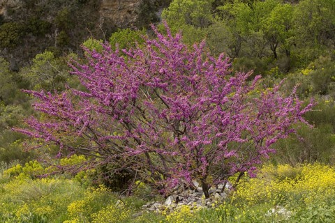 Judas Tree
