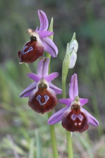 Argolian bee-orchid