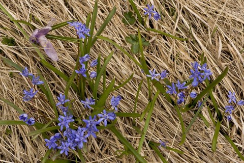 Alpine Squill