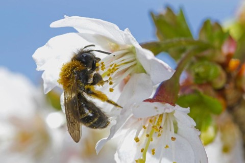 Gwynne's Mining gwynne's mining bee