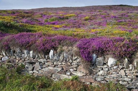 Common heather