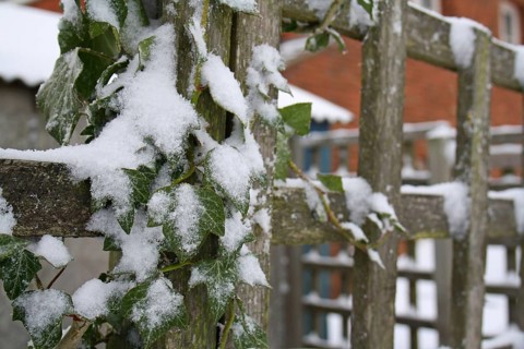 Common ivy