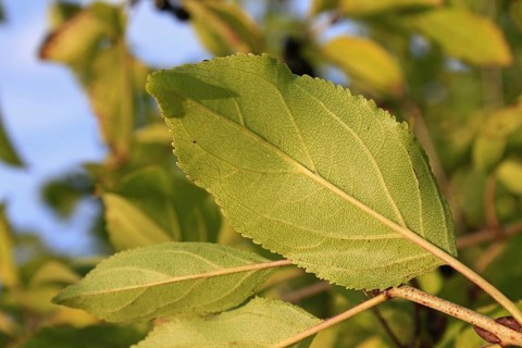 Common Buckthorn