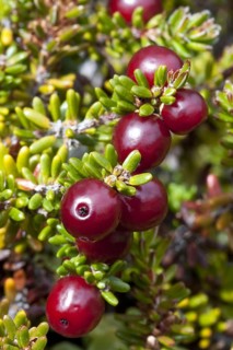 Red crowberry