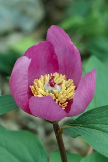 Paeonia corralina