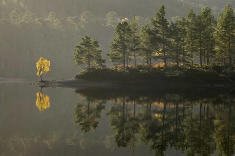 Scots pine