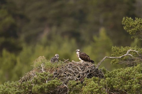 Osprey
