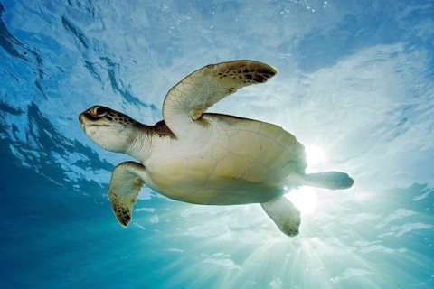 Hawksbill sea turtle