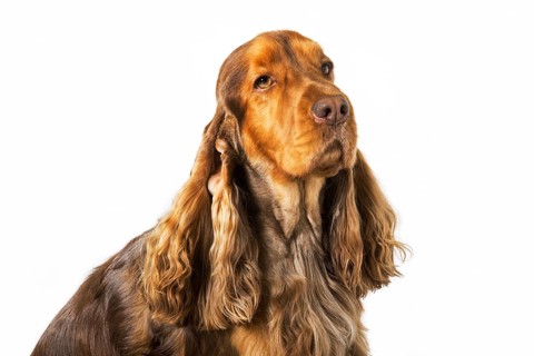 English Cocker Spaniel