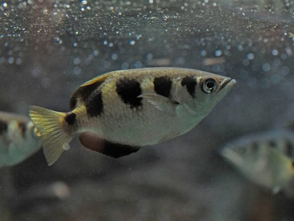 Archerfish