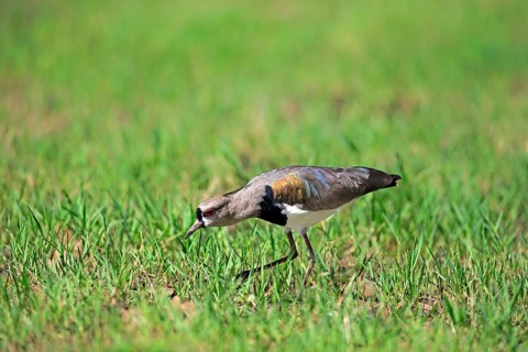 Southern lapwing