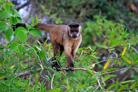 Brown Capuchin