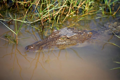 Saltwater crocodile