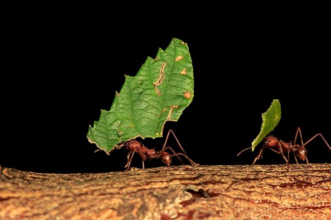 Leafcutter ant