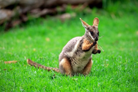 Yellow-footed rock wallaby